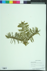 Cephalotaxus harringtonia image