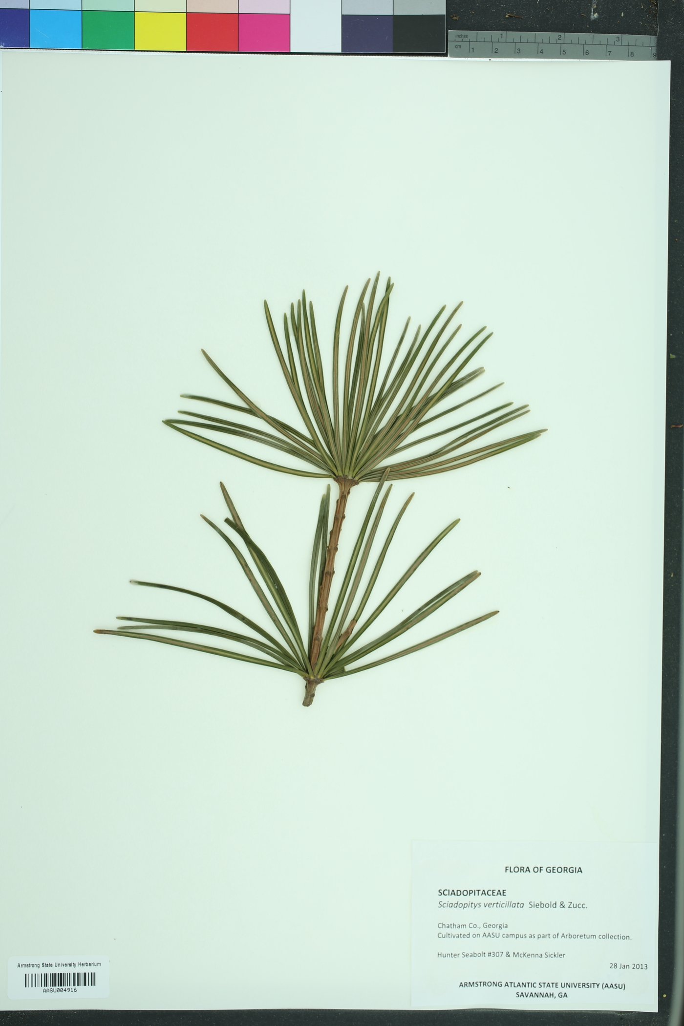 Sciadopitys verticillata image