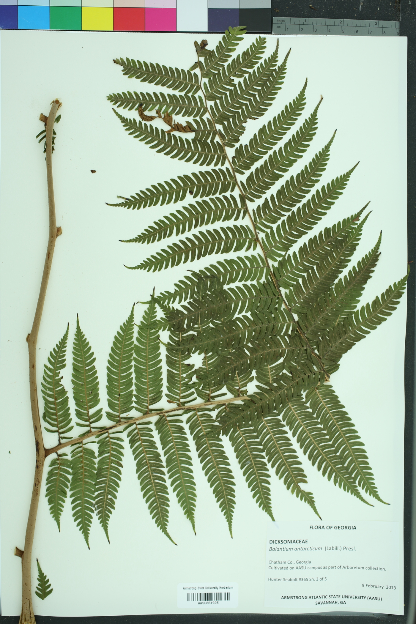 Balantium image