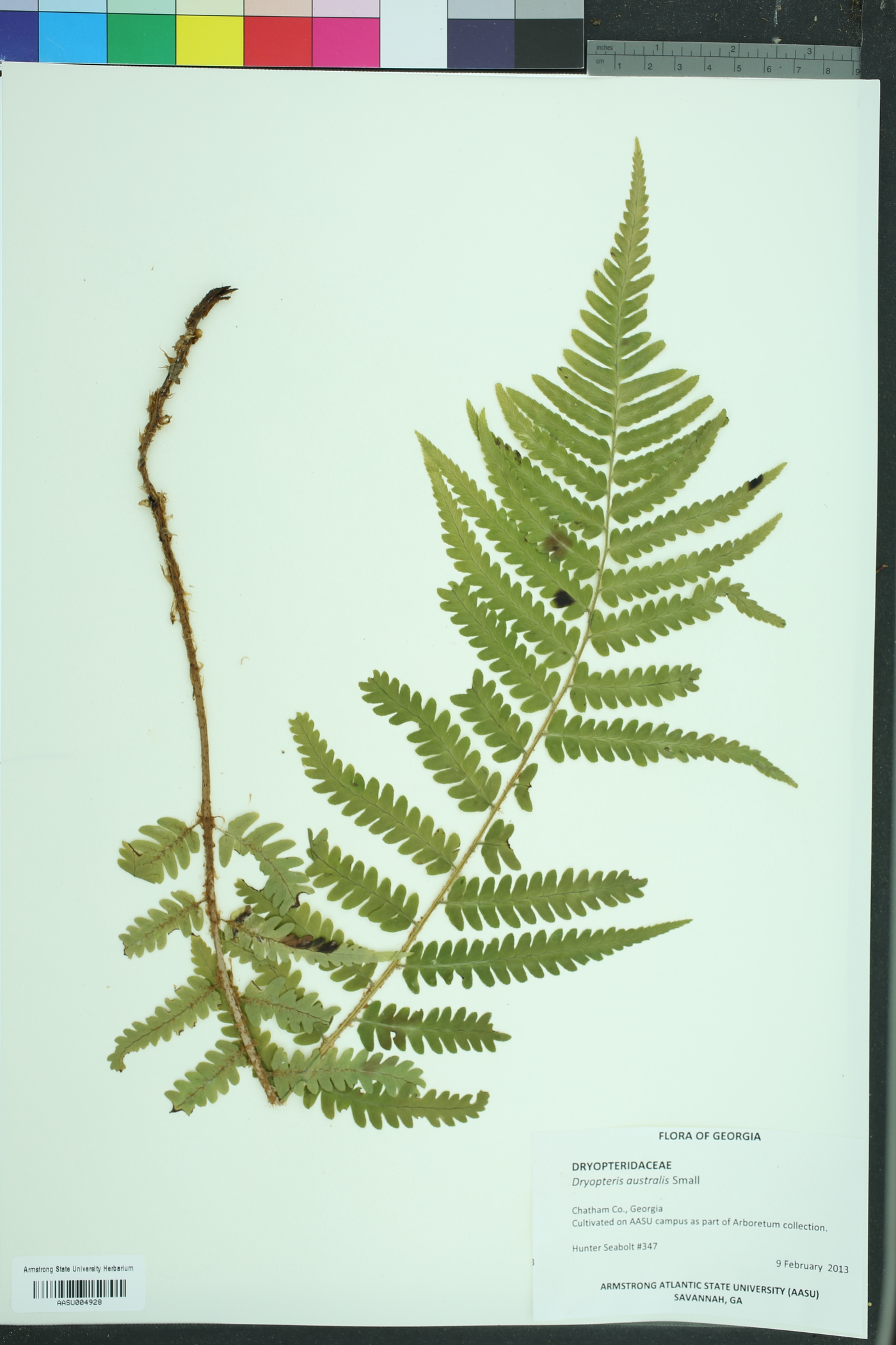 Dryopteris australis image