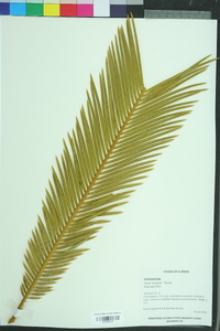 Cycas revoluta image