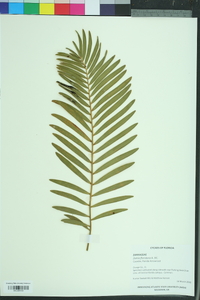 Zamia pumila image