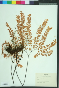 Adiantum capillus-veneris image