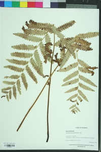 Woodwardia fimbriata image