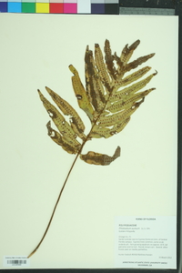 Phlebodium aureum image