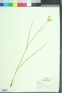 Callisia ornata image