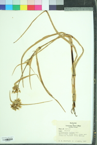 Tradescantia ohiensis image