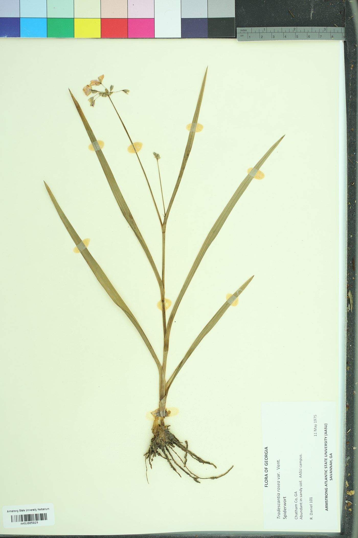 Cuthbertia image