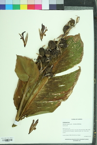 Canna generalis image