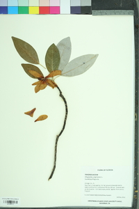 Magnolia virginiana image