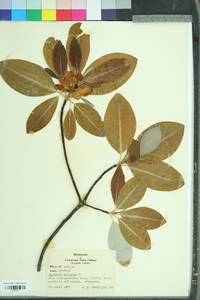 Magnolia virginiana image