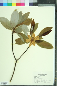 Magnolia virginiana image