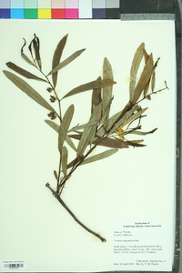 Asimina angustifolia image