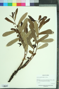 Asimina angustifolia image