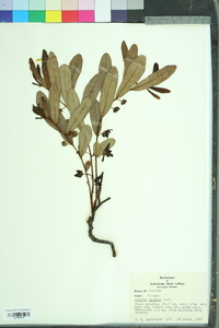 Asimina angustifolia image