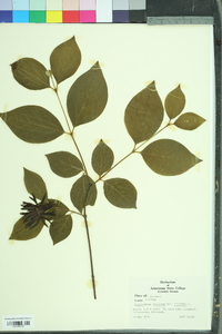 Calycanthus floridus image