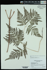 Pteridium aquilinum subsp. pseudocaudatum image