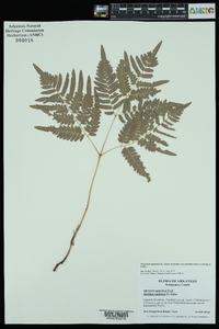 Pteridium aquilinum subsp. pseudocaudatum image