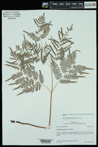 Pteridium aquilinum subsp. pseudocaudatum image