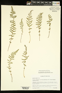 Woodsia appalachiana image