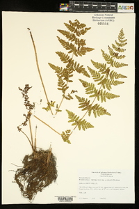 Woodsia obtusa subsp. occidentalis image