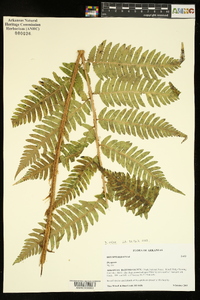 Dryopteris celsa image