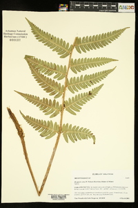 Dryopteris celsa image