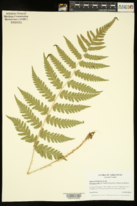 Dryopteris celsa image