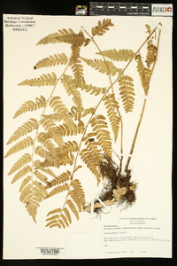 Dryopteris celsa image