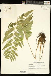 Dryopteris celsa image