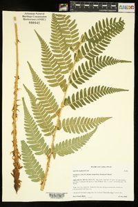 Dryopteris celsa image