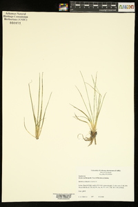 Isoëtes melanopoda image