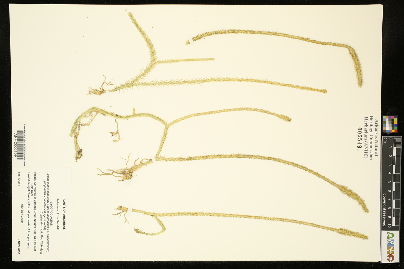 Lycopodiella x copelandii image