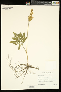 Sceptridium biternatum image