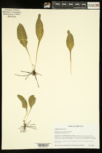 Ophioglossum engelmannii image