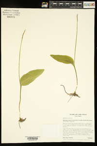 Ophioglossum vulgatum image