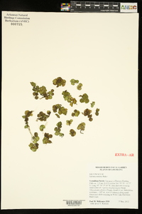 Salvinia minima image