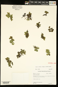 Salvinia molesta image