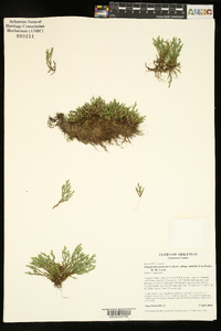 Selaginella arenicola image