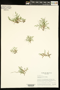 Selaginella rupestris image