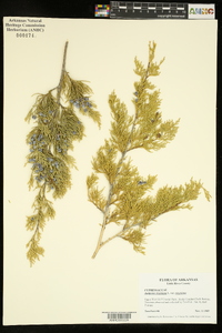 Juniperus virginiana var. virginiana image