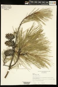 Pinus echinata image