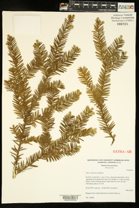 Taxus canadensis image