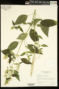 Dicliptera brachiata image