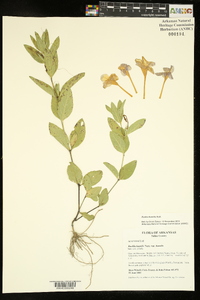 Ruellia humilis image