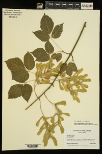 Acer negundo var. negundo image