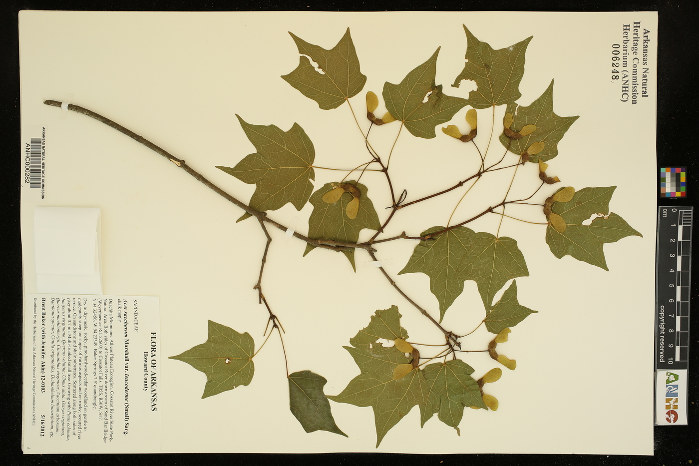 Acer saccharum var. leucoderme image