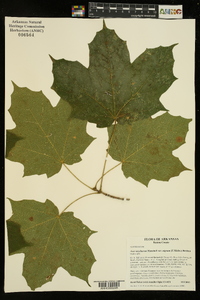 Acer nigrum image