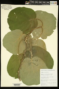 Actinidia chinensis var. deliciosa image