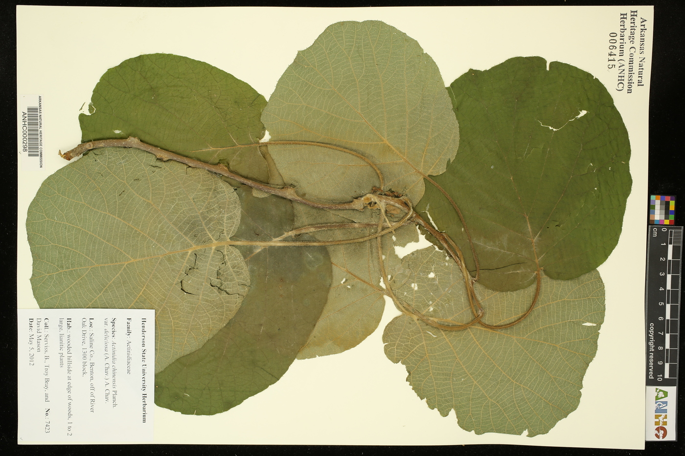 Actinidia chinensis var. deliciosa image